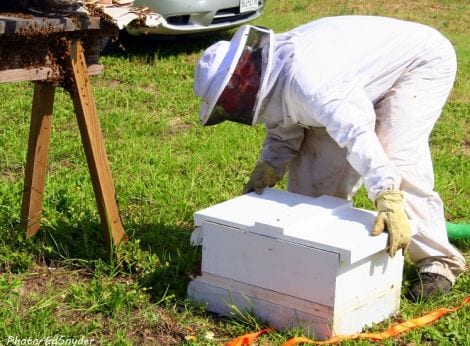 James Woods carefully placing a hive catcher near the swarm