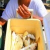 Karl Dever of Houston loaded up his cooler with Golden Croaker fishng cut baits and shrimp