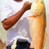 Lawrence Shorter of Missouri City TX took this tagger bull red on shrimp