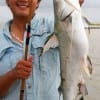 Le Hau of Houston nabbed this nice gafftop on shrimp