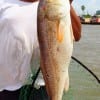 Mario Fernandes of Houston caught and released this nice tagger bull red on a finger mullet