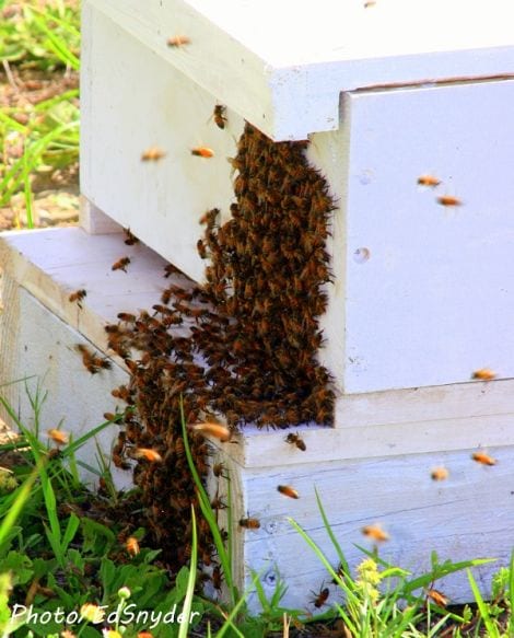Mission accomplished - Bees swarming into the hive box to protect the Queen