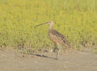 recent sandpipers1