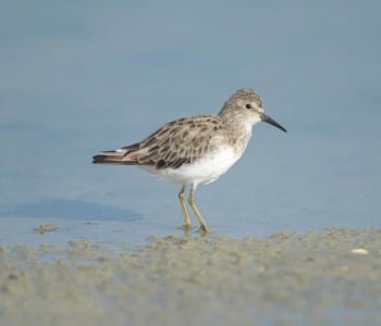 recent sandpipers10