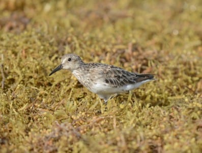 recent sandpipers11