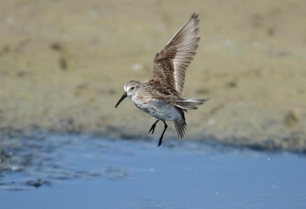 recent sandpipers12