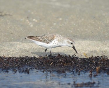 recent sandpipers13