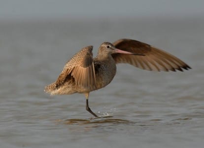 recent sandpipers2