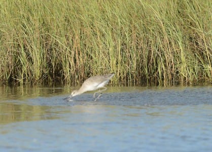 recent sandpipers3