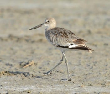 recent sandpipers4