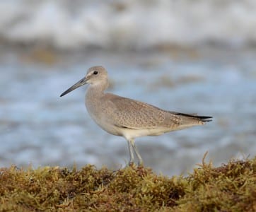 recent sandpipers5
