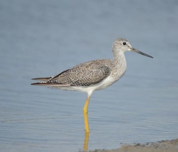 recent sandpipers6
