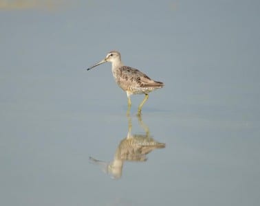 recent sandpipers7