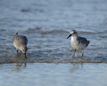 recent sandpipers8
