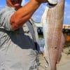 Katy TX angler Larry Dick took this slot red on a finger mullet