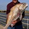 Al Taxis of Conroe caught and released this HUGE 36 inch Bull Drum he took on shrimp