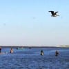 Anglers lining up to catch some flounder in Rollover Bay