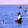Bay waders