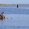 Bay-waders lining up for the catch