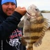 Houston angler Will Santos nabbed this nice sheepshead while fishing shrimp