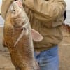 Marcell Irvin of Houston caught and released this 32 inch- 22 lb drum he took on shrimp