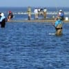 Rollover Bay wade-fishing