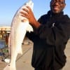 Ron Taylor of Houston took caught and released this nice bull red on shrimp