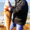 Surf angler Nam Ton of Houston latched onto this HUGE 45 inch Bull red fishing cut croaker then released it