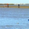 Bay waders trying their luck