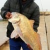 Houston angler Wilbur Howard caught and released this 38 inch, 28 lb Bull Drum he took on shrimp