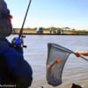 Taiki Iwase of Dallas having his 32 inch red netted by a fellow angler