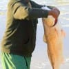 This 40 plus inch Bull red was caught and released by surf angler David Charles of Houston while fishing live shrimp