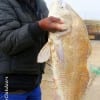 Wilber Howard of Houston caught and released this HUGE 40 inch, 35 lb Bull Drum he took on shrimp