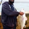 Adrian Davis of Houston took this 29 inch keeper eater drum on a finger mullet