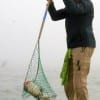 Netting a big 'un at Rollover