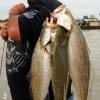 Donnie Lucier of Winnie TX knows how to load trout on a stringer- a series of soft plastics fished near the bottom is key