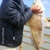 Herman Daniel of Houston caught and released this HUGE 38 inch drum he took on live shrimp