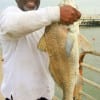 Joseph Baldwin of Houston caught and released this 33 inch bull drum on shrimp