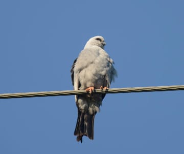 Mississippi Kites are found all over the Deep South with some further north and west (I once saw 114 in Colorado in one day!). They are summer residents which feed mostly on rats and small birds but will snatch lizards (skinks) out of trees’ canopies in late spring. They are quite common at the Smith Point Hawkwatch Tower in late August and Sept.