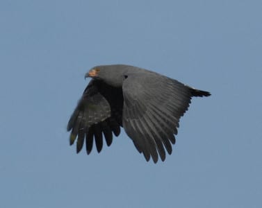 One of the least-known and most seldom-seen kites is the hefty Slender-billed Kite. I have only seen this rare bird of prey in one place ever – Hatos Pinero. It certainly bears a resemblance to the Snail Kite (who also loves snails), but has more weight to carry (as cargo). [No, I won’t let that one go.] Notice the bill, suited for puncturing the operculum of the mollusk. BTW, land snails are not carnivores like their sea-dwelling cousins.