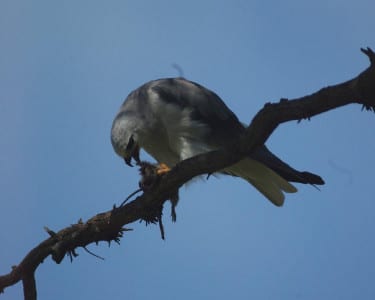 The Black-shouldered Kite of Africa is the reason we had to change the name of our White-tailed Kite decades ago. They were obviously two different species and the one named first (naturally, the Old World bird) takes precedence. Like our bird, though, it has a distinct love for rats. Notice how the shade makes this bird appear so much darker.