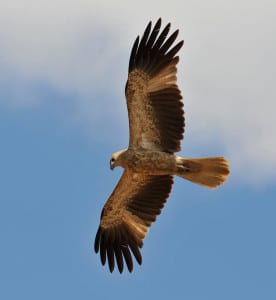 Whistling Kites have quite the wing load for kites, and are told from other species by the rounded, light tail. They are the commonest of several kite species in the Outback, with Brown Falcons and Wedge-tailed Eagles also frequent. [Can you tell I’m starting to think about Australia?] The rounded wings are built to fly slow as they survey the ground for prey or carcasses.