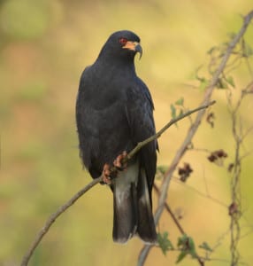 Snail Kites were once called “Everglade” Kites, but they are actually quite common in the Tropics south of us. The bill is specially adapted for puncturing the operculum of apple snails. Looking like the claw of a hammer, and often being seen in flocks, their scientific name is Rostrhamus sociabilis. This is a male, b lack as coal; females are brown streaked, like the immatures. (So typical of many young raptors.)