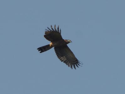 A bird only seen right along the US/Mexico Border in our Country is the Hook-billed Kite, a species which consumes land snails with gusto. Note the harrier-like form but with really broad wings. They actually range well through the Tropics, and this bird was right on the Venezuela/Brazil border, near Santa Elena.