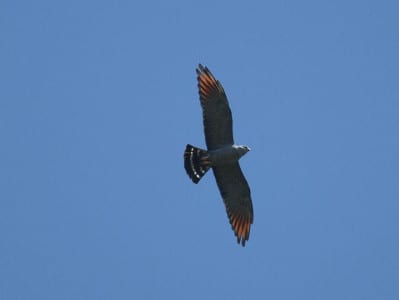 Very closely related to the Mississippi Kite is the Plumbeous Kite, differing in having the reddish color in the primaries. Like its close cousin, it migrates north and south through the Americas, with most spending the winter months in Amazonas. Many raptors have those curious tail bands, and I am want to know why. Cecilia? Roger Tory? Barack? ;)