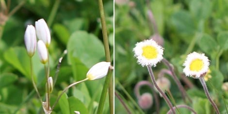 flowers_3