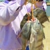 Austin angler Leonard James tethered up these nice drum and angel fish for supper- ALL INVITED