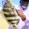 Austin angler Leonard James took this nice sheepshead on shrimp