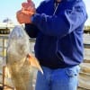 Denny Greyson of Navaro Mills TX caught and released this HUGE 34inch- 20lb bull drum he took on crab