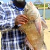Leland Dandridge of Austin took this nice 27inch drum on shrimp